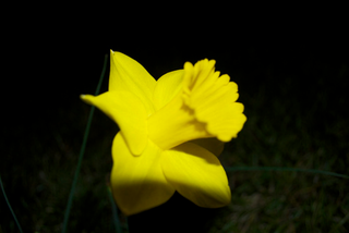 Illustration for article titled Shooting Challenge: Spring Part 1